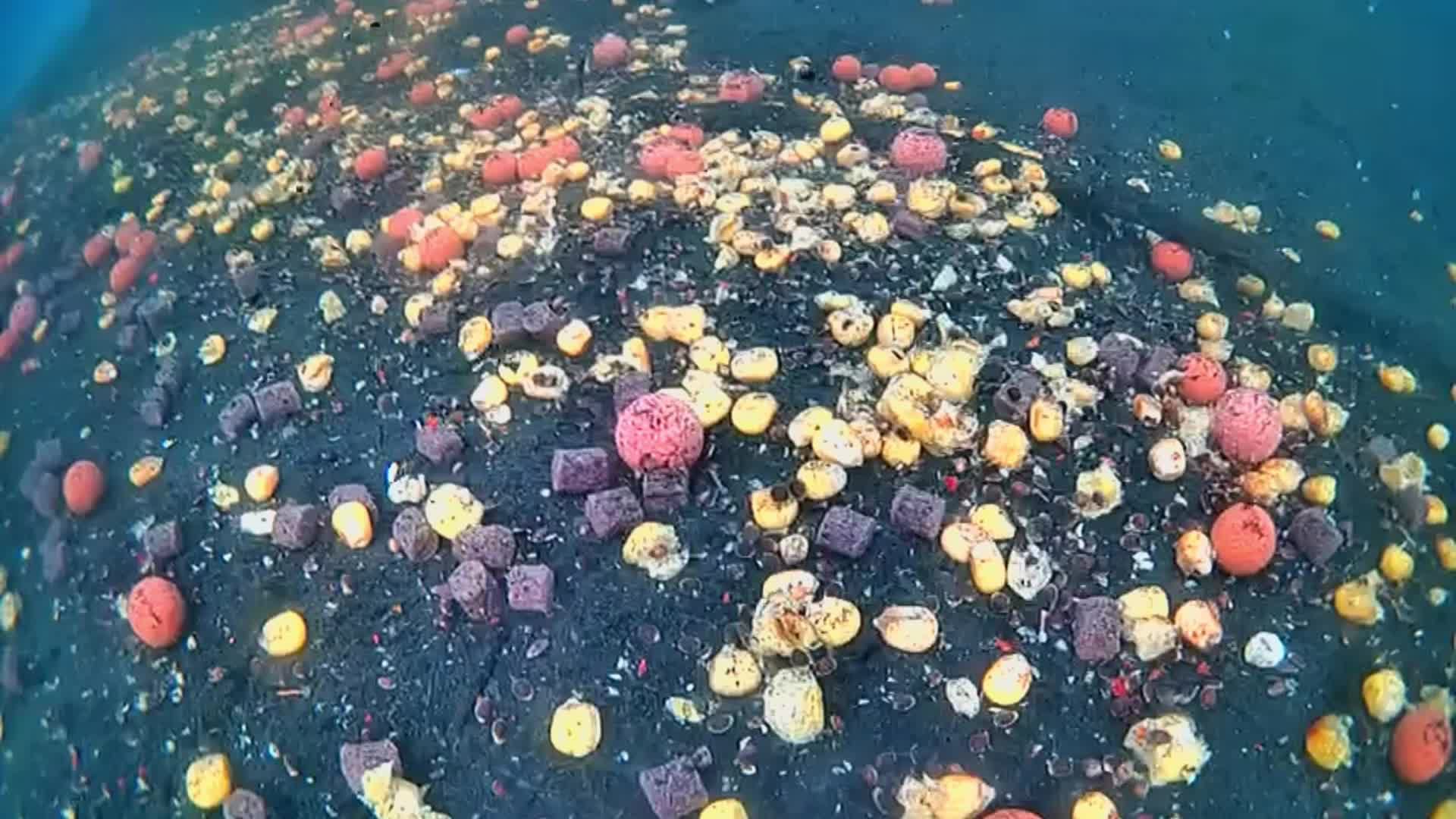 carp смотреть онлайн