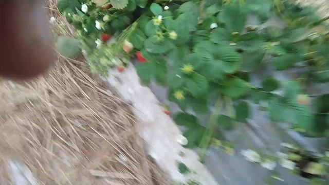 Как укорениться ус клубники без маточного куста! смотреть онлайн