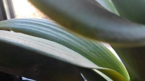 Орхидея фаленопсис наращивает листья и цвести не собирается ?Что делать?