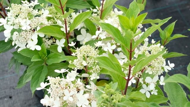 Гортензия метельчатая Пандора и Пандриа (Hydrangea paniculata Pandora и H. p. Pandria) Сравним? смотреть онлайн