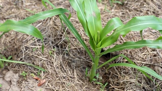 Сад и огород 24 мая. Собираем горох и клубнику.Что цветет на клумбах? смотреть онлайн