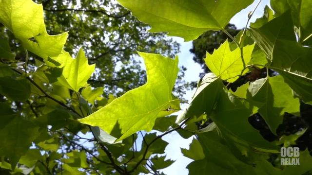 мелодии релакс. звуки природы с мелодией. звуки пианино на природе смотреть онлайн