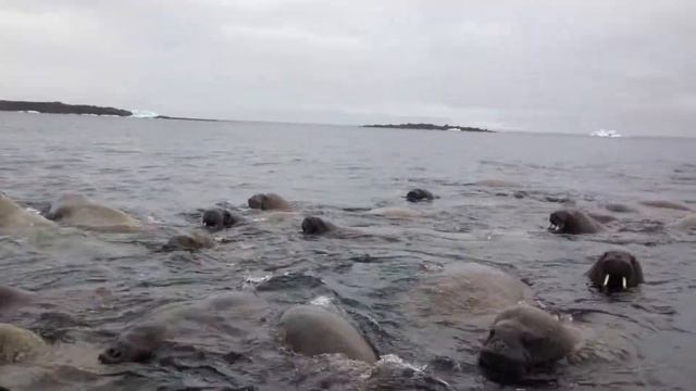 Видео моржей смотреть онлайн