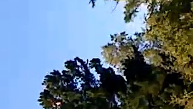 Упал с кедра "НАЧАЛО" смотреть онлайн