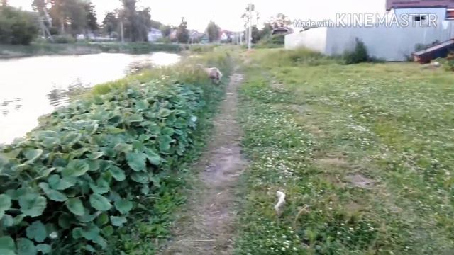 Весёлый барашек в собачьей стае. смотреть онлайн