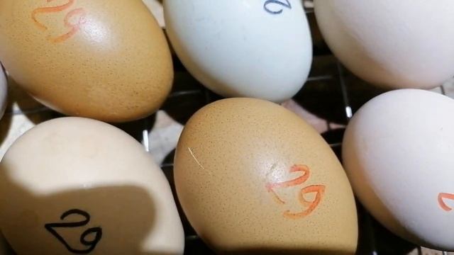 Вывод цыплят 2021 из самодельного инкубатора смотреть онлайн