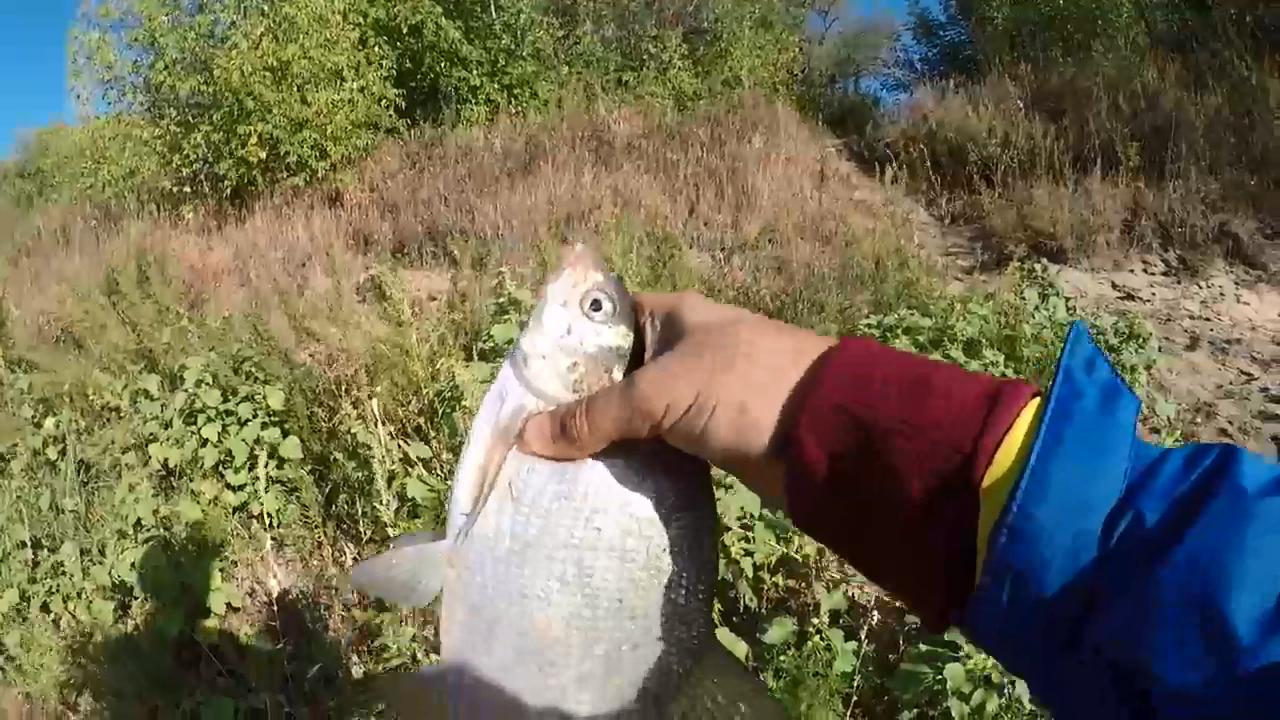 Рыбалка / Ловля подлещика на Оке под Серпуховом.