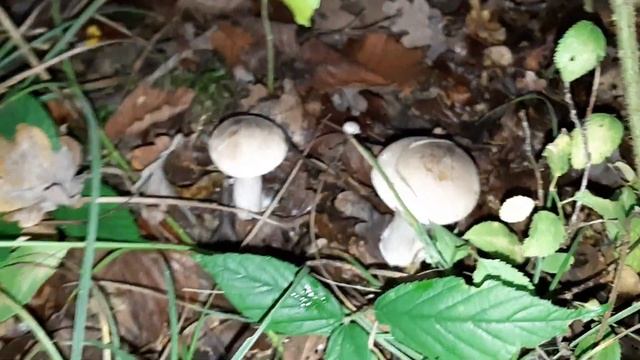 Clitocybe nebularis, October 2019 смотреть онлайн