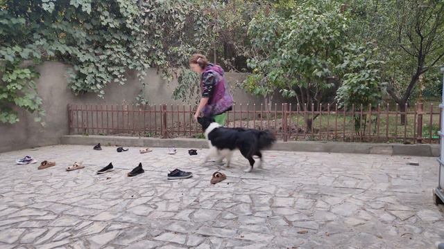 Хит, два ряда обуви, работа с двумя закладками в ринге, ноузворк смотреть онлайн