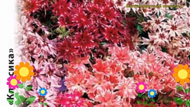 Флокс обыкновенный Созвездия. Краткий обзор, описание характеристик phlox drummondii смотреть онлайн