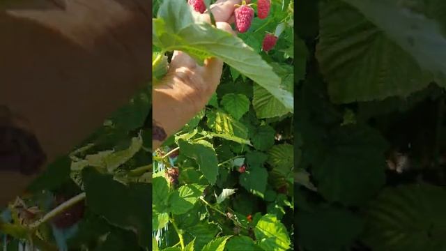 Малина сорт"Похвалинка"и"Самохвал" смотреть онлайн