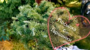 Распаковка посылки с интернет магазина Гаршинка! Лиственница Кемпфера Грей Перпл_Июль 2022