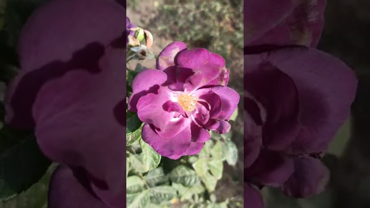 РАПСОДИЯ ИН БЛЮ http://rosebushes.ru/ флорибунда смотреть онлайн