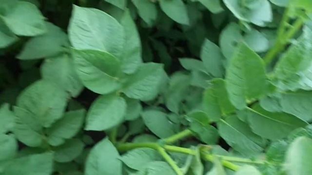 Колорадский жук на картофеле. Древесная зола. Обзор картофеля на наличие жука 27 июля смотреть онлайн