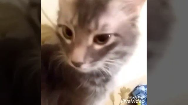 Федя поёт (попробуй чувство) смотреть онлайн