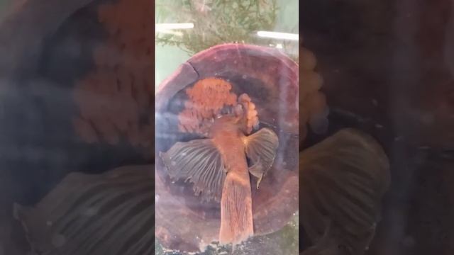 Вуалевый супер Ред личинка поплыла,пока в гнезде. смотреть онлайн