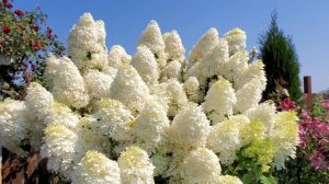 Метельчатая Гортензия Фантом. Сначала своего цветение до конца.