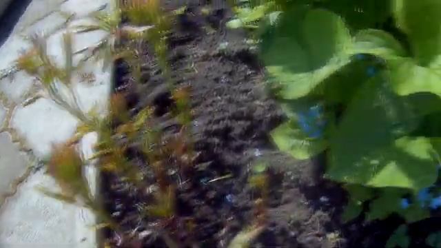 Куда высадила цветы, куда повесила бегонии как растут мои растения, обзор большой смотреть онлайн