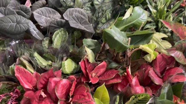 Алоказия Махарани в новом завозе Цветов! Огромная Сенсация! смотреть онлайн