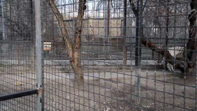 Белые тигры - редкие красавцы! Тайган смотреть онлайн
