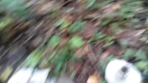 Подгруздок чёрный (Russula adusta) и подгруздок чернеющий (Russula nigricans)