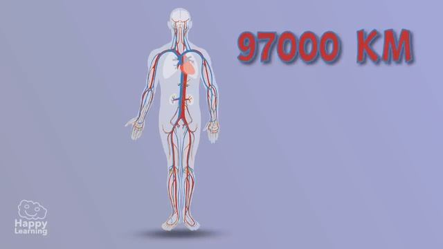 Interesting facts about The Human Body | Educational Video for Kids. смотреть онлайн