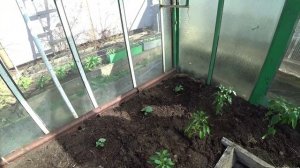 Высадка огурцов из пакетов в теплицу