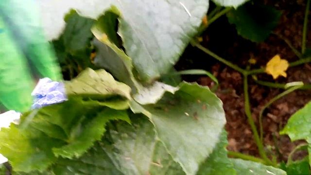 ???Огурцы в Открытом Грунте. Первый Урожай???. Сорта КУСТОВЫЕ и ВЯЗНИКОВСКИЕ. 29 июля 2022г. смотреть онлайн