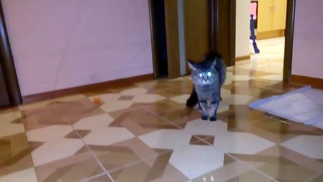 Кот не хочет дружить со шпицем смотреть онлайн