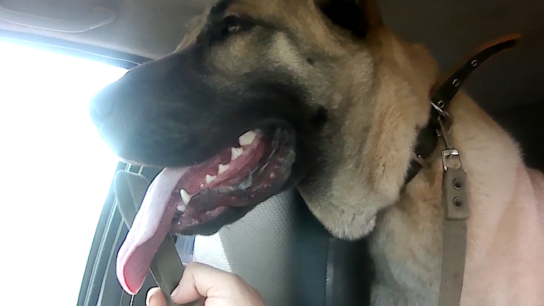 Алабай Улан у ветеринара смотреть онлайн