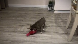 Месяц спустя… чихуахуа в доме, его поведение, все плюсы и минусы, питание, прививки, прогулки.