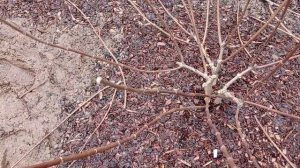 Обрезка метельчатой гортензии Долли