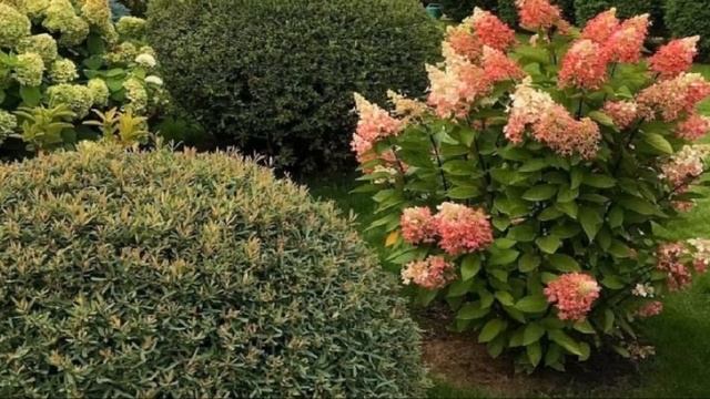 ГОРТЕНЗИИ В ДИЗАЙНЕ САДА. С КАКИМИ РАСТЕНИЯМИ ЛУЧШЕ ИХ СОЧЕТАТЬ смотреть онлайн