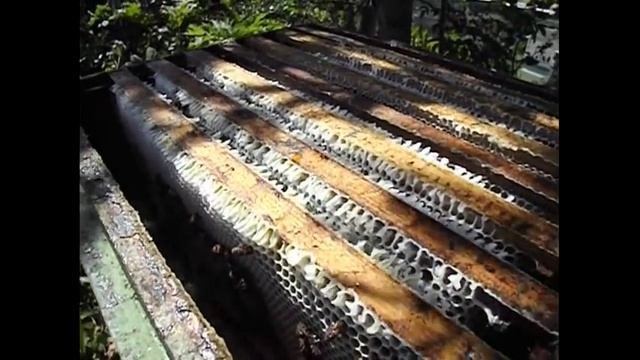 что такое - побелка сотов смотреть онлайн