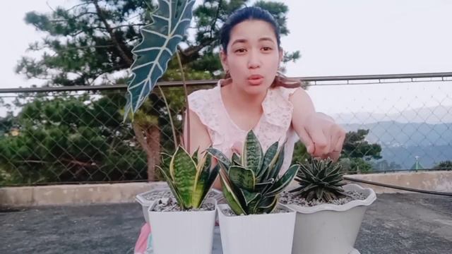 DWARF SANSEVIERIA / Hahnii ( Snake Plant) BEST INDOOR PLANT and Health Benefits || Repotting Time смотреть онлайн