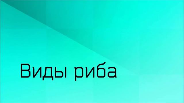 Виды риба Ринат Абу Мухаммад смотреть онлайн