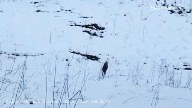 Шотландский дирхаунд смотреть онлайн