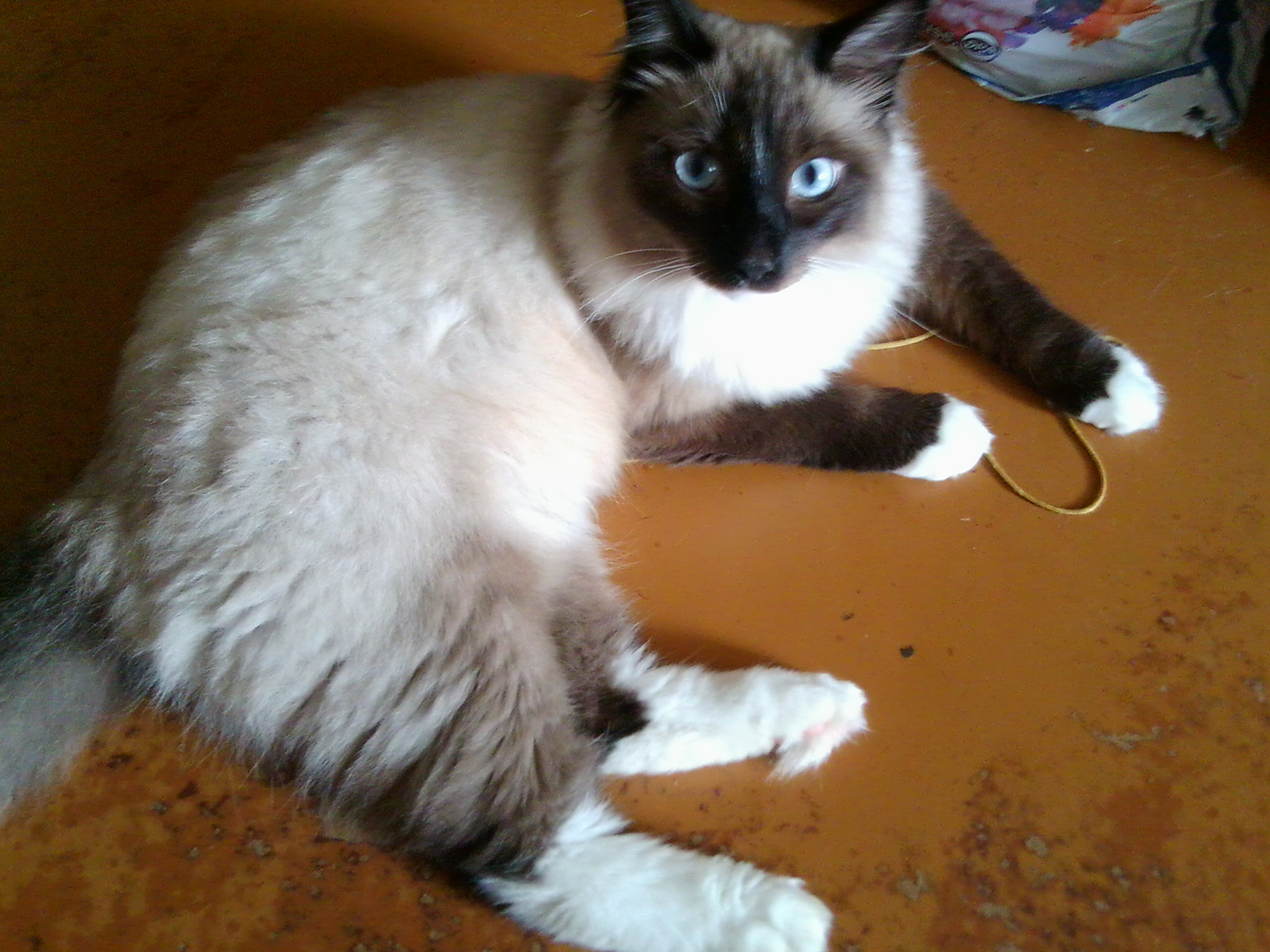 Самый ласковый кот Бася (из серии "НАШ ЗООПАРК")