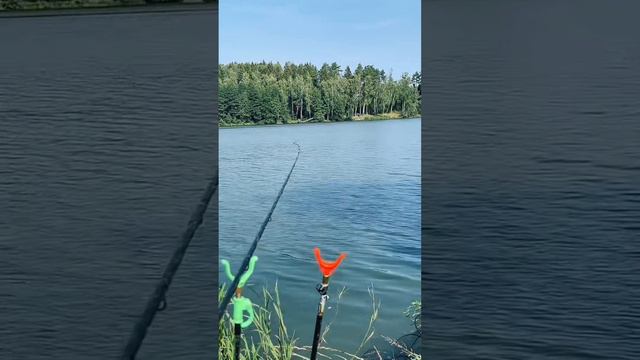 Момент поклевки на фидер и вываживание подлещика смотреть онлайн