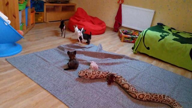 Щенки Керн терьера ♥️ Пражский крысарик ♥️ Той фокстерьер. Питомник пражских крысариков, той-фоксов смотреть онлайн