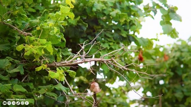 Исцеляющая музыка для сердца и сосудов ? Нежная музыка, успокаивает нервную систему #3 смотреть онлайн