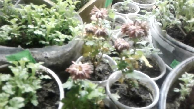 Где зимуют мои хризантемки? смотреть онлайн