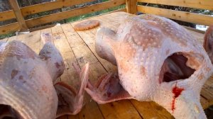 Сколько стоит вырастить индюков БИГ-6 в рублях// ОТЧЕТ // Мое хозяйство