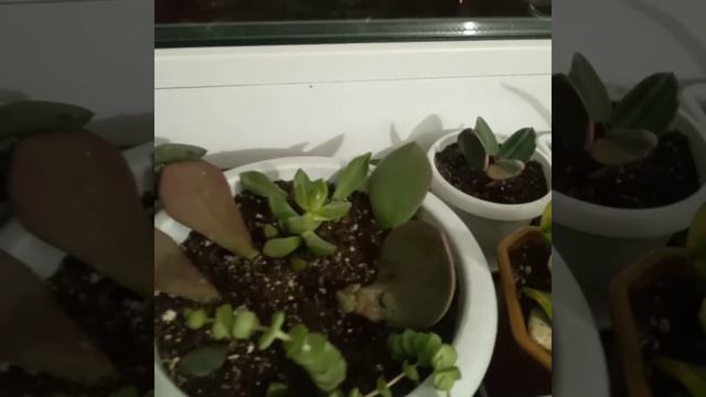 Комнатные растения при +10'C. смотреть онлайн