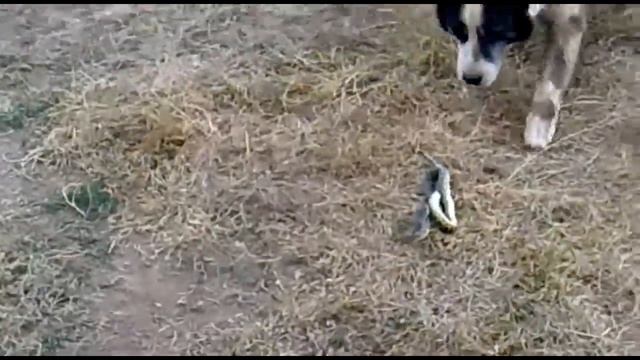 СОБАКА ПРОТИВ ЗМЕИ смотреть онлайн