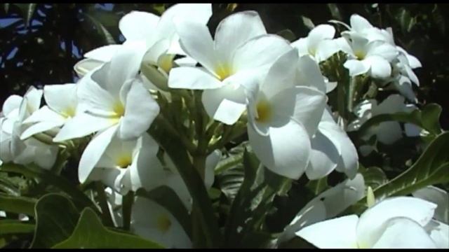 Chalet Tropical Village Las Galeras смотреть онлайн