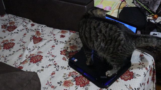 Наш кото-айтишник. Или кото-хакер. Пятница, 2 августа 2024 г