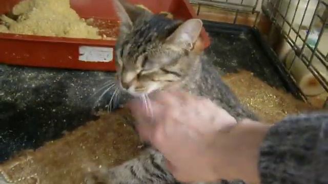 Полосатый котенок бывший спинальник Майка. Котенок вырос. Какая она стала смотреть онлайн