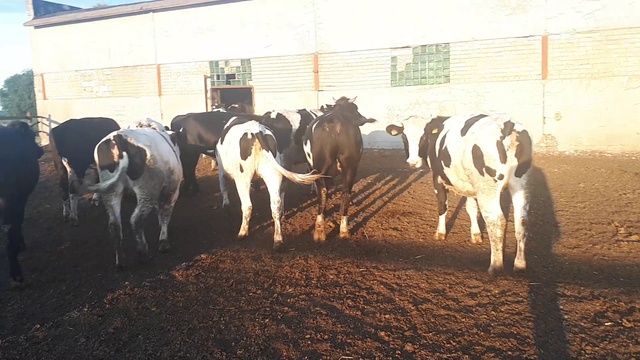 Перестаньте покрывать БЫКОМ! И вот что вы получите ! Продуктивность от 5000 за лактацию! смотреть онлайн