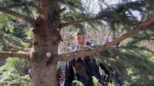 Как обрезать ель